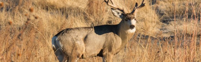 Mule Deer