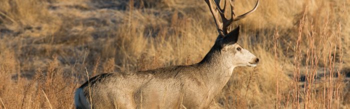Mule Deer