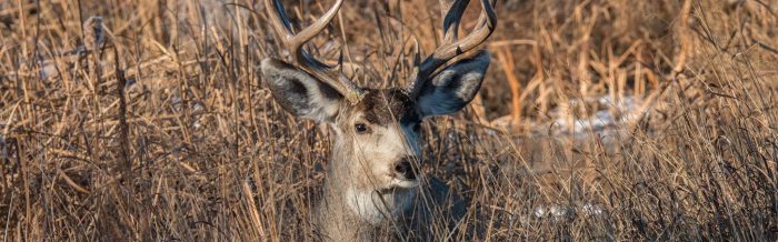 Mule Deer