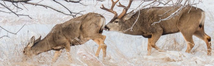 Mule Deer