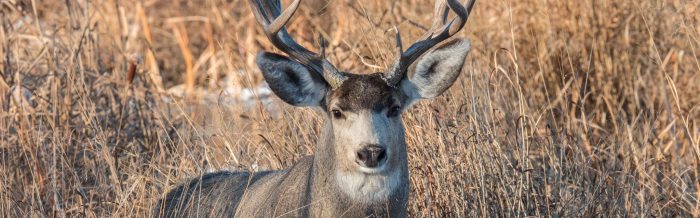 Mule Deer