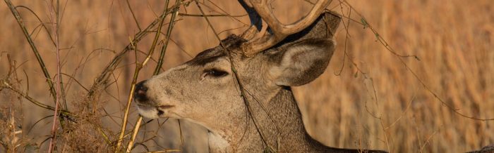 Mule Deer