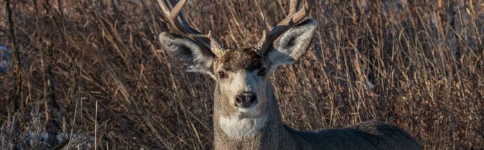 Mule Deer