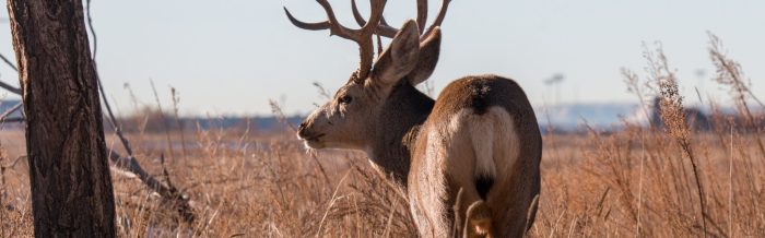 Mule Deer