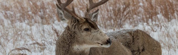 Mule Deer