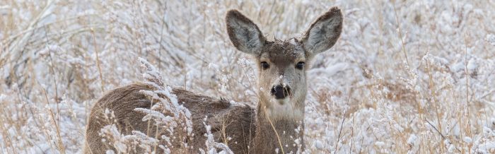 Mule Deer