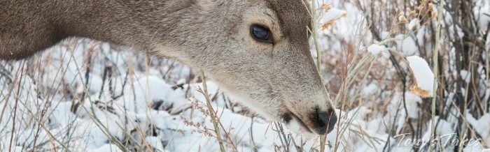 Mule Deer