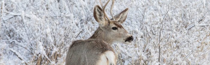 Mule Deer