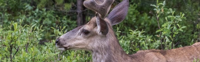Mule Deer