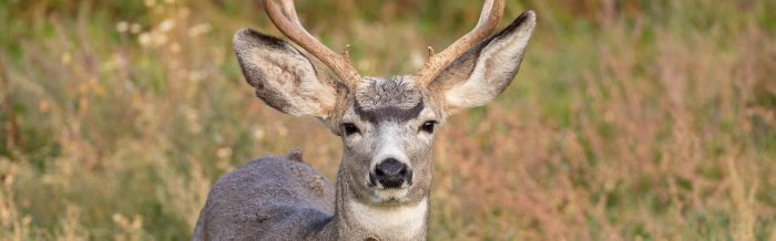 Mule Deer