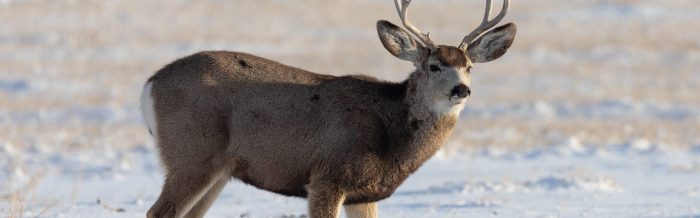 Mule Deer