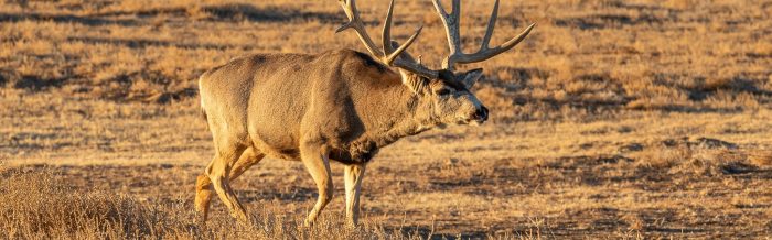 Mule Deer