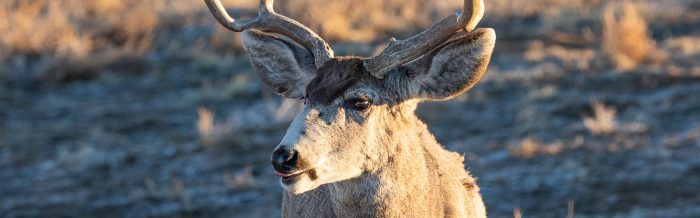 Mule Deer