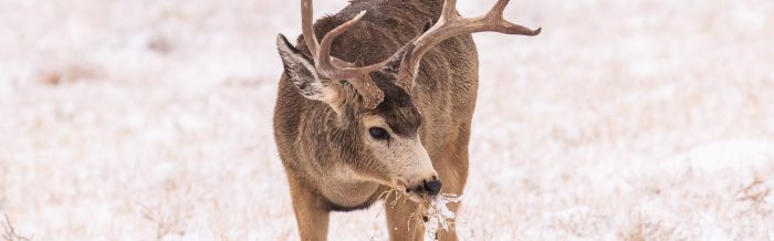 Mule Deer
