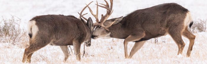 Mule Deer