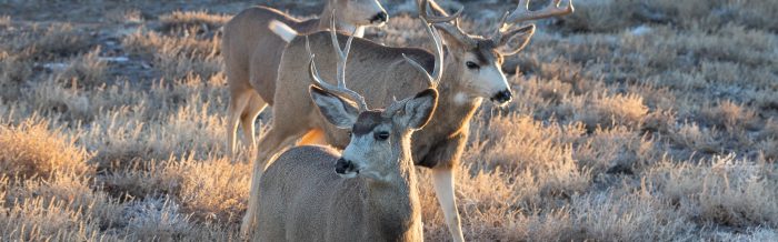 Mule Deer