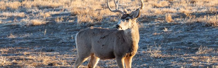 Mule Deer