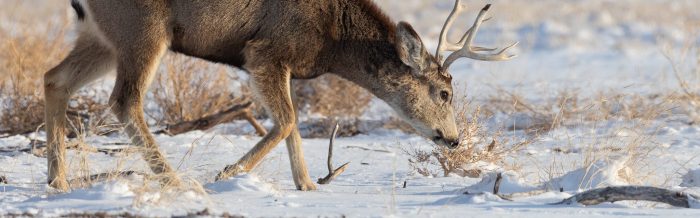 Mule Deer