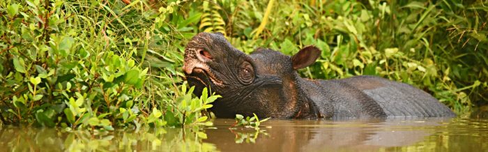 Javan Rhinoceros