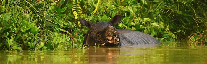 Javan Rhinoceros