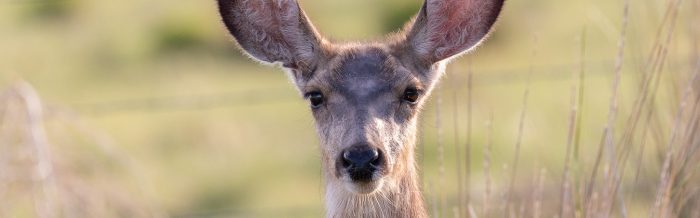 Mule Deer