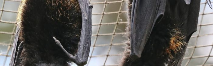 Livingstone's Flying Fox