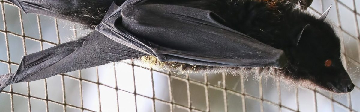 Livingstone’s Flying Fox