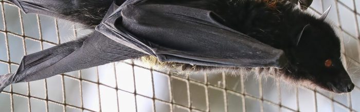 Livingstone's Flying Fox