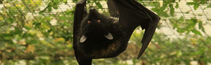 Livingstone's Flying Fox