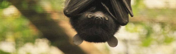 Livingstone's Flying Fox