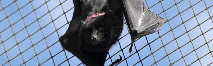 Livingstone's Flying Fox