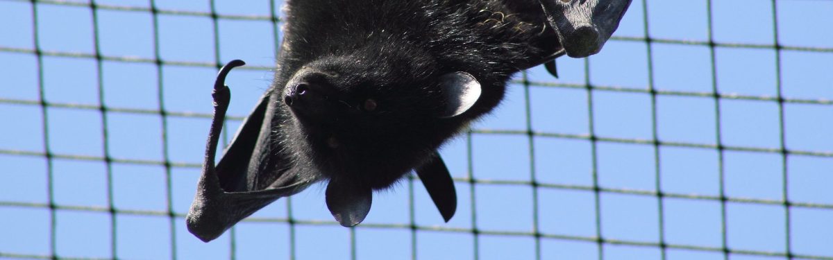 Livingstone’s Flying Fox