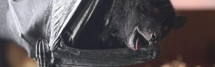 Livingstone's Flying Fox