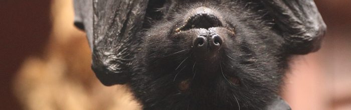 Livingstone's Flying Fox