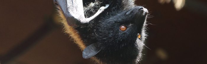 Livingstone's Flying Fox