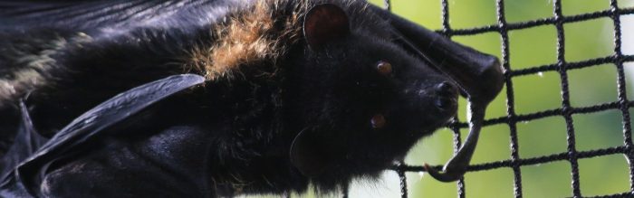 Livingstone's Flying Fox