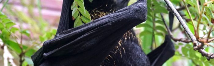 Livingstone's Flying Fox