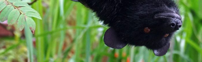 Livingstone's Flying Fox