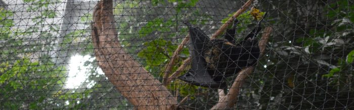 Livingstone's Flying Fox