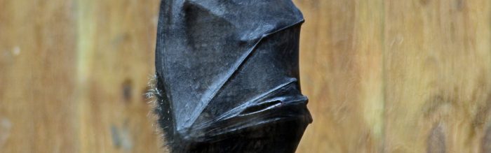 Livingstone's Flying Fox