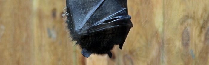 Livingstone's Flying Fox