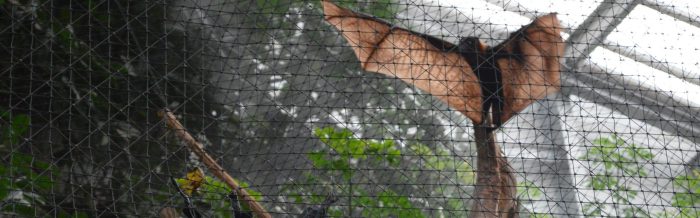 Livingstone's Flying Fox