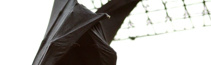 Livingstone's Flying Fox