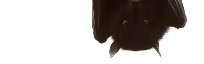 Livingstone's Flying Fox