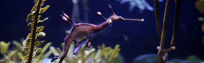 Weedy Seadragon