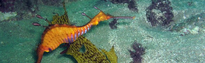 Weedy Seadragon