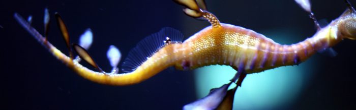 Weedy Seadragon