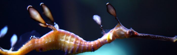 Weedy Seadragon