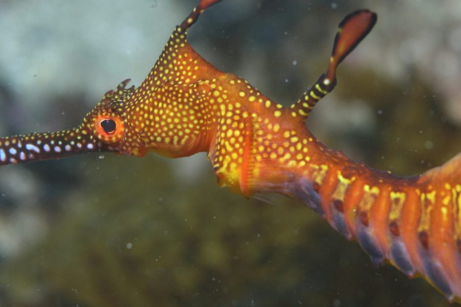 Weedy Seadragon