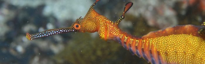 Weedy Seadragon